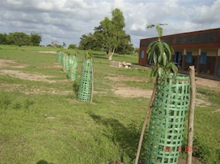 Mangobomen in Mokin